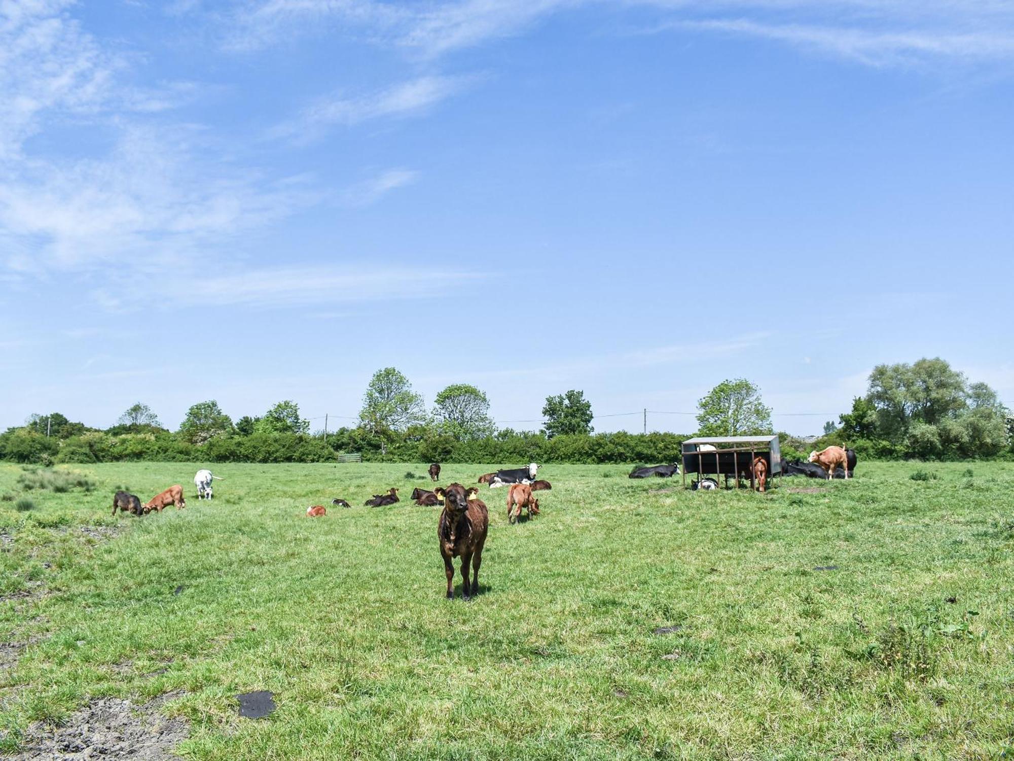 Green Acre Farm Ely Eksteriør bilde